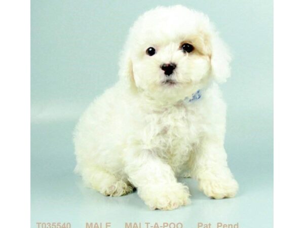 Malt-A-Poo DOG Male WH 862 Petland Gallipolis, OH