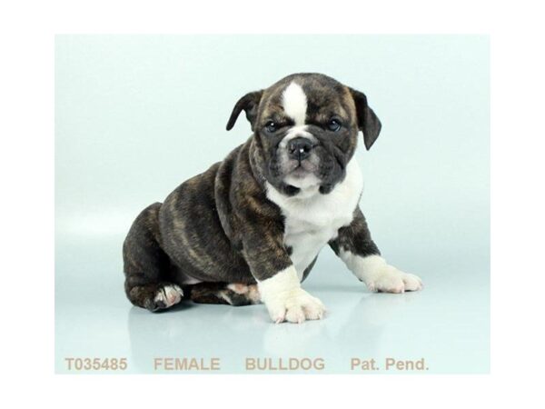 English Bulldog DOG Female BRDL:WH MKGS 863 Petland Gallipolis, OH