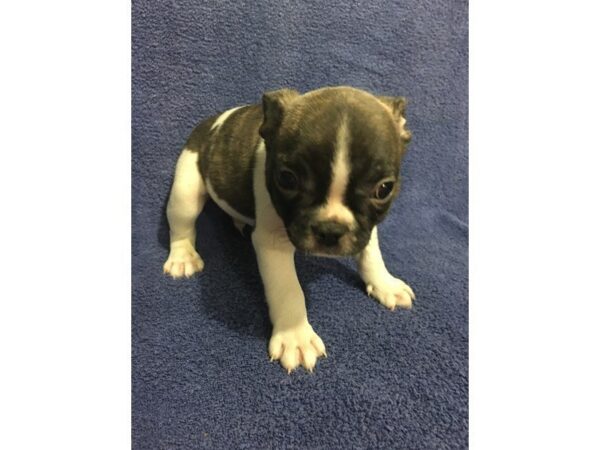 French Bulldog DOG Male Brindle White 860 Petland Gallipolis, OH