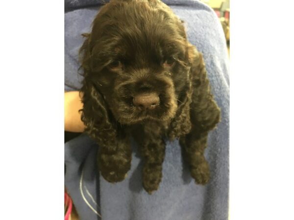 Cocker Spaniel DOG Male CHOCOLATE 861 Petland Gallipolis, OH