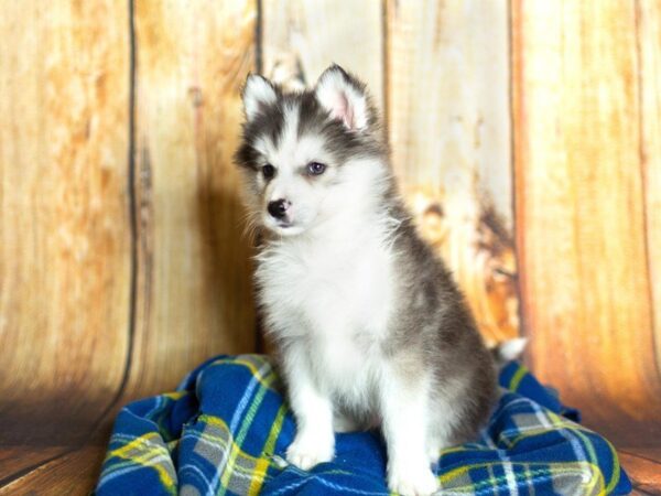 Huskimo-DOG-Male-Fawn & White-877-Petland Gallipolis, OH