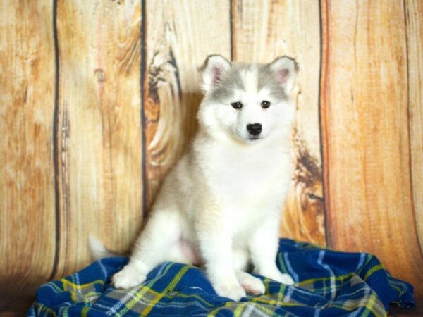 Huskimo DOG Female gray white 878 Petland Gallipolis, OH