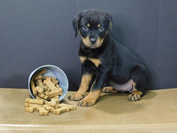 Rottweiler-DOG-Female-Black Tan-851-Petland Gallipolis, OH