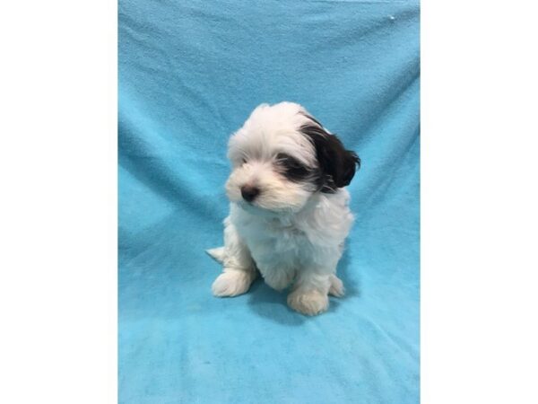 Havanese DOG Female CHOCOLATE WHITE 864 Petland Gallipolis, OH