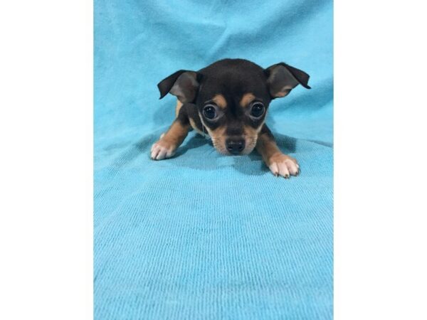 Chihuahua DOG Male BLACK TAN 865 Petland Gallipolis, OH