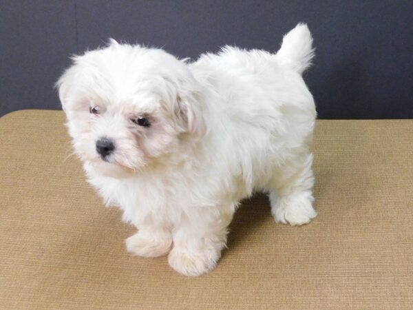 Maltese DOG Female White 867 Petland Gallipolis, OH