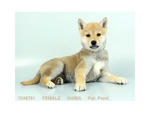 Shiba Inu DOG Female RD SESME 870 Petland Gallipolis, OH