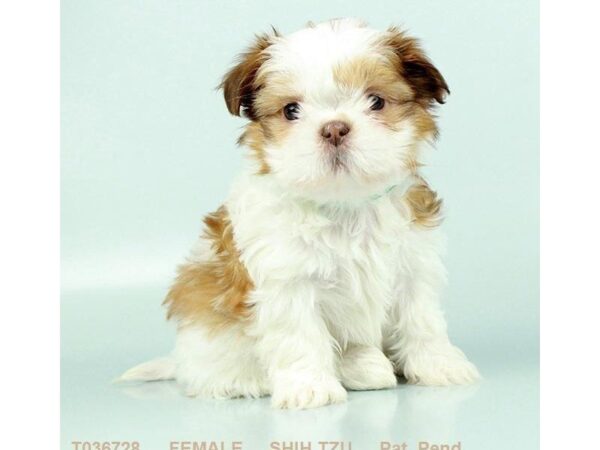 Shih Tzu-DOG-Female-GLD & WH-871-Petland Gallipolis, OH