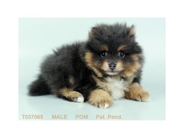 Pomeranian DOG Male BL & TN 874 Petland Gallipolis, OH