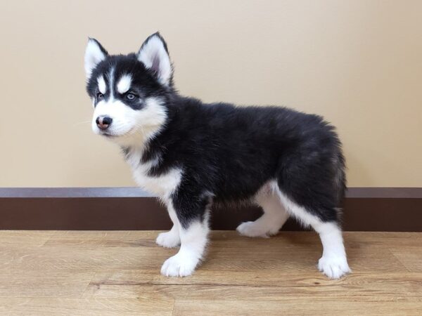 Siberian Husky DOG Male Black & White 898 Petland Gallipolis, OH