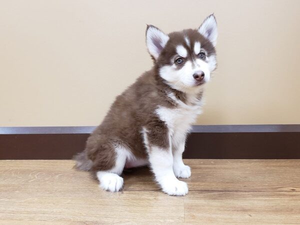 Siberian Husky DOG Female Red & White 899 Petland Gallipolis, OH