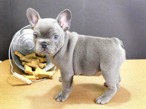 French Bulldog DOG Male BLUE 872 Petland Gallipolis, OH