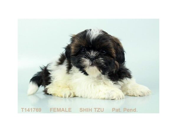 Shih Tzu-DOG-Female-BRDL & WH-880-Petland Gallipolis, OH