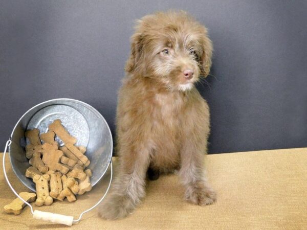 Mini Goldendoodle-DOG-Female-Chocolate-879-Petland Gallipolis, OH