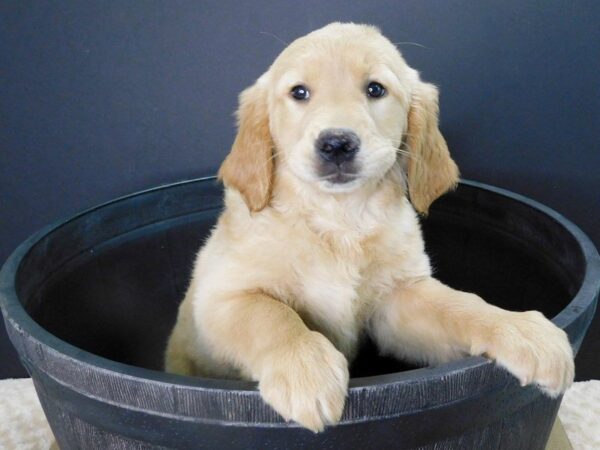 Golden Retriever DOG Female Golden 883 Petland Gallipolis, OH