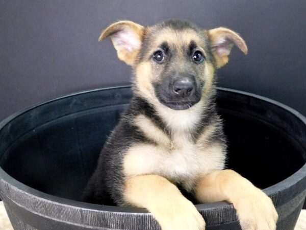 German Shepherd DOG Female Black & Tan 884 Petland Gallipolis, OH