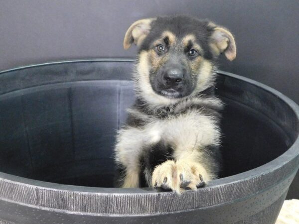 German Shepherd DOG Male Black & Tan 885 Petland Gallipolis, OH