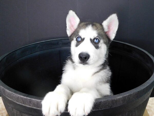 Siberian Husky DOG Male Black & White 882 Petland Gallipolis, OH