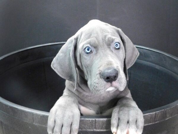 Great Dane DOG Male Gray 886 Petland Gallipolis, OH