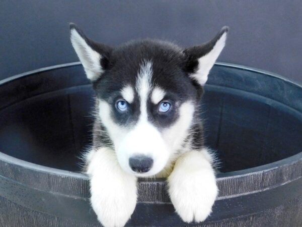 Siberian Husky DOG Female Black & White 887 Petland Gallipolis, OH