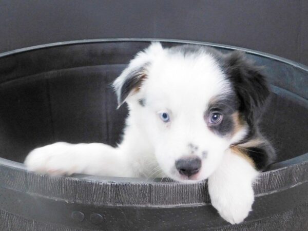 Mini Aussie DOG Female BLK TRI 888 Petland Gallipolis, OH