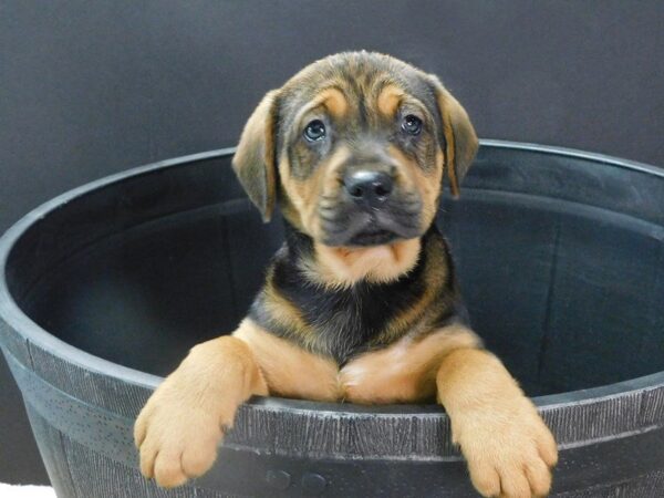 Mini Walrus DOG Male black tan 890 Petland Gallipolis, OH