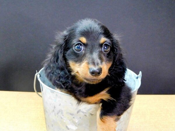 Dachshund DOG Male black tan 891 Petland Gallipolis, OH