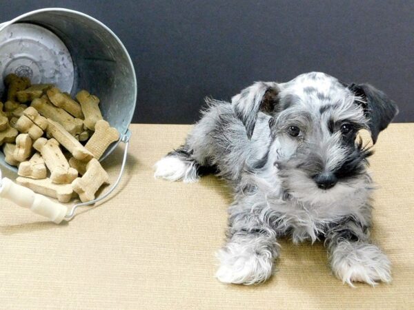 Mini Schnauzer DOG Female Blue Merle 892 Petland Gallipolis, OH