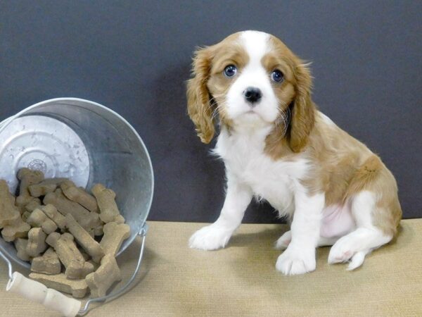 Cavalier King Charles Spaniel DOG Male Blenheim 893 Petland Gallipolis, OH