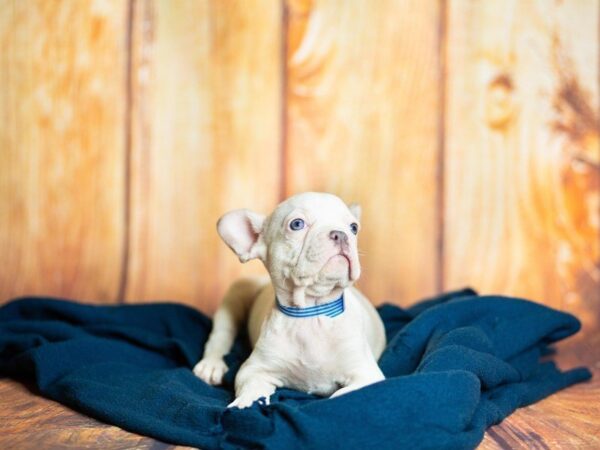 French Bulldog DOG Male FAWN WHITE 906 Petland Gallipolis, OH