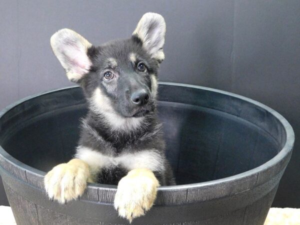 German Shepherd DOG Female Black and Tan 876 Petland Gallipolis, OH