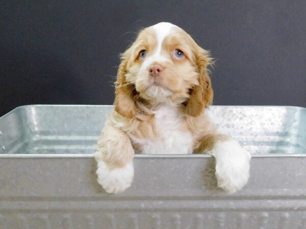 Cocker Spaniel DOG Male BUFF 896 Petland Gallipolis, OH