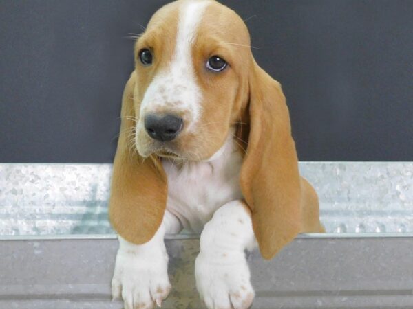 Basset Hound DOG Female RD & WH 894 Petland Gallipolis, OH