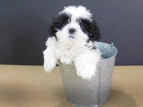 Shih-Poo DOG Female BLK & WH 895 Petland Gallipolis, OH