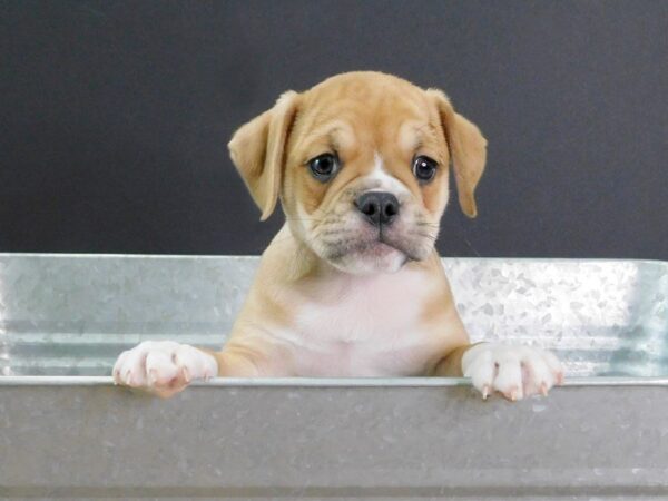 Mini Bull Dog DOG Male FAWN WHITE 897 Petland Gallipolis, OH