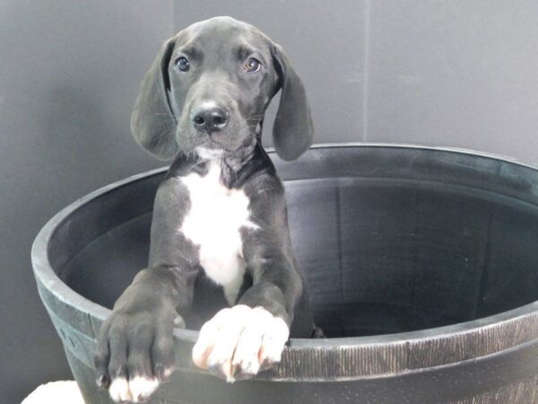 Great Dane DOG Male Black White 900 Petland Gallipolis, OH
