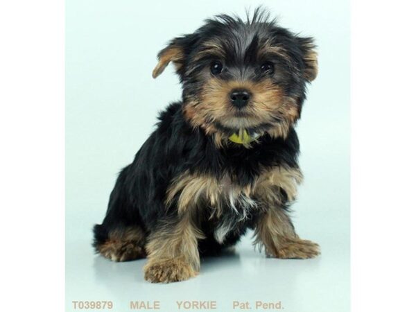 Yorkshire Terrier-DOG-Male-BLK & TN-901-Petland Gallipolis, OH