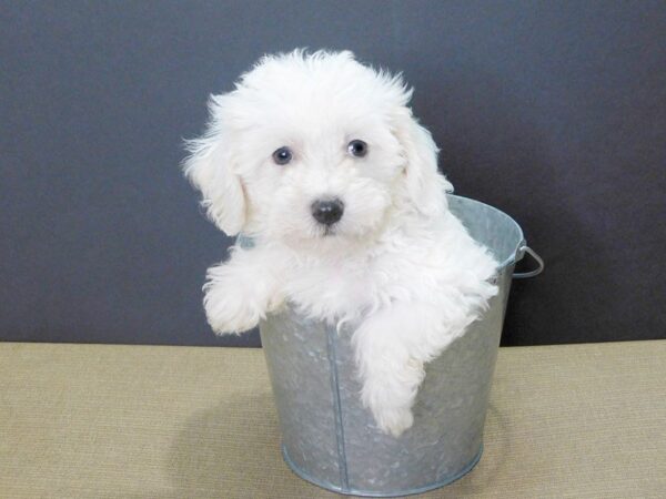 Teddy-DOG-Male-CREAM WHITE-902-Petland Gallipolis, OH