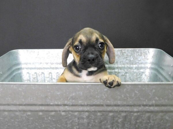 English Bulldog / Puggle-DOG-Female-BLACK TAN-903-Petland Gallipolis, OH