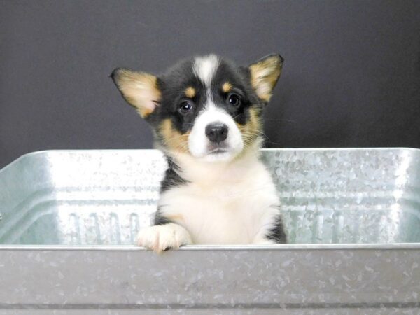 Pembroke Welsh Corgi DOG Female Tri 904 Petland Gallipolis, OH