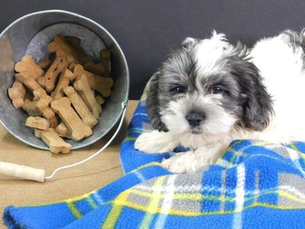 Cock A Poo DOG Male BLK SILVER WHT 905 Petland Gallipolis, OH