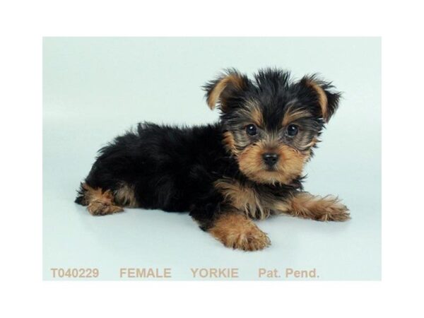 Yorkshire Terrier-DOG-Female-BLK & TN-907-Petland Gallipolis, OH