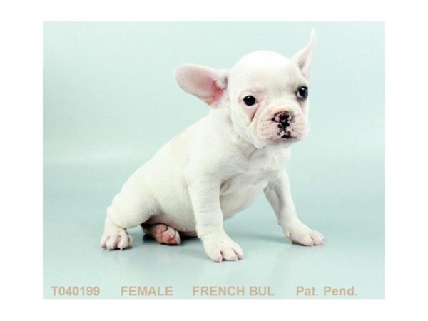 French Bulldog DOG Female CR 908 Petland Gallipolis, OH