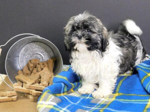 Mal Shih DOG Female Brindle 913 Petland Gallipolis, OH