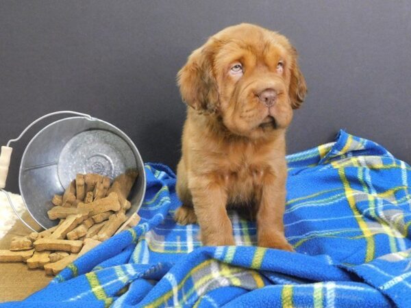 Mini Hippo DOG Female BUFF 912 Petland Gallipolis, OH