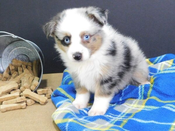 Mini Aussie DOG Male BLUE MERLE 910 Petland Gallipolis, OH