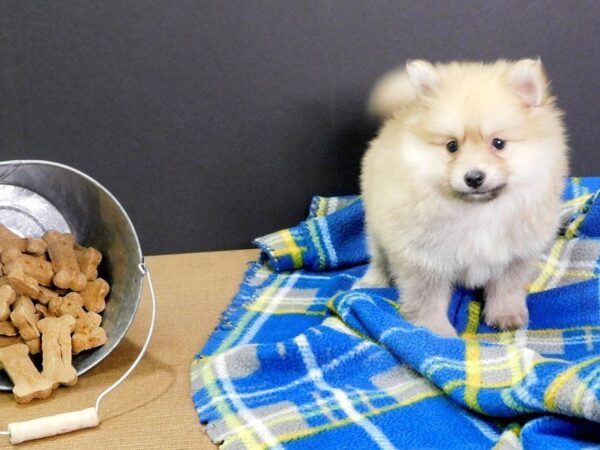 Pomeranian DOG Male SABLE 911 Petland Gallipolis, OH