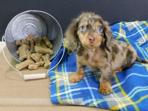 Dachshund DOG Male CHLT & TN:DBL DPL 915 Petland Gallipolis, OH