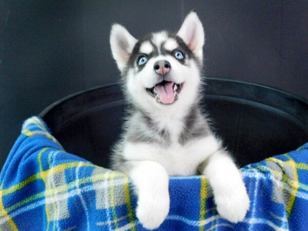 Siberian Husky DOG Female BLK & WH 914 Petland Gallipolis, OH