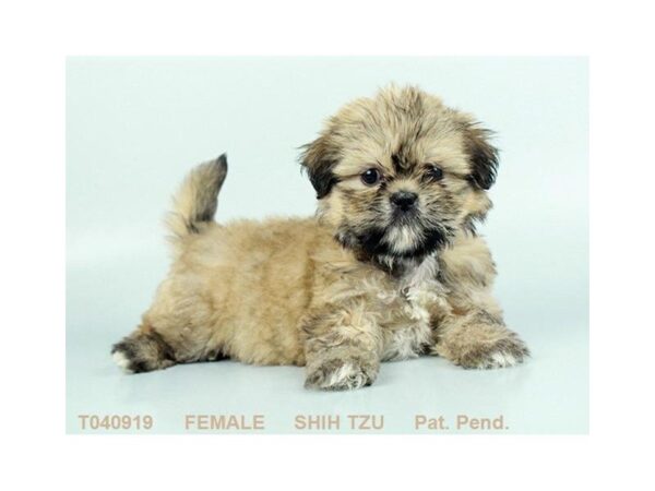 Shih Tzu DOG Female GLD 916 Petland Gallipolis, OH